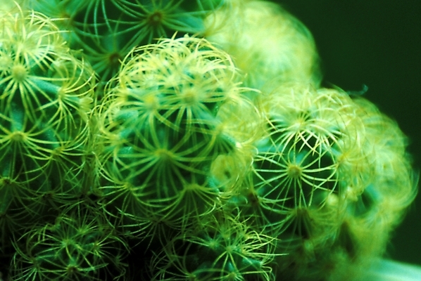 포토 JPG 주간 식물 자연 선인장 사람없음 야외 가시 선인장가시 국내포토 자연요소 생태계 파일형식