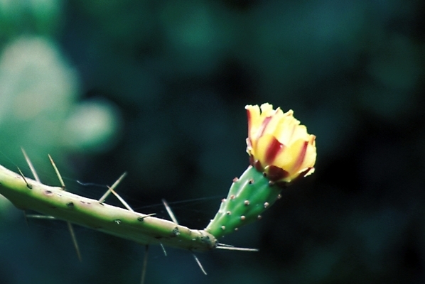 포토 JPG 주간 식물 꽃 자연 선인장 사람없음 야외 가시 선인장꽃 선인장가시 국내포토 자연요소 생태계 파일형식