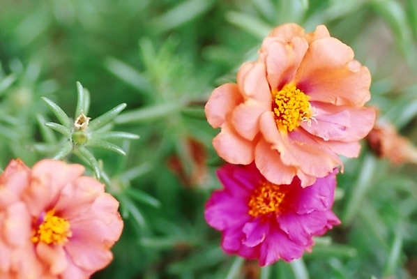 포토 JPG 주간 식물 꽃잎 꽃 여러송이 여름꽃 자연 사람없음 야외 채송화 국내포토 자연요소 다수 생태계 파일형식 여름_계절