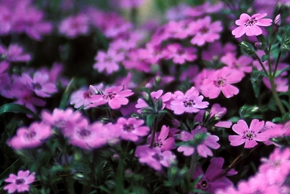 포토 JPG 주간 식물 꽃잎 꽃 여러송이 봄꽃 자연 사람없음 야외 꽃잔디 지면패랭이꽃 국내포토 자연요소 다수 봄 생태계 패랭이꽃 파일형식