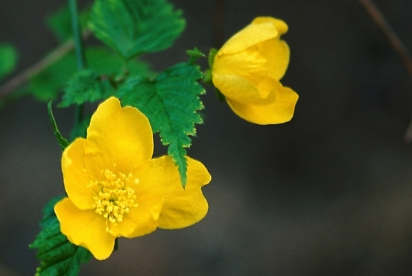 포토 JPG 주간 식물 꽃잎 꽃 자연 사람없음 야외 노란색 꽃술_꽃 두송이 죽도화 죽도화나무 황매화 국내포토 자연요소 나무 컬러 2 생태계 파일형식