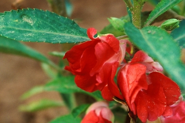 포토 JPG 주간 식물 꽃잎 꽃 잎 여름꽃 자연 사람없음 야외 봉선화 봉숭아 국내포토 자연요소 생태계 파일형식 여름_계절