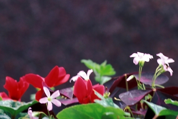 포토 JPG 주간 식물 꽃잎 꽃 화초 여름꽃 자연 사람없음 야외 사랑초 국내포토 자연요소 생태계 파일형식 여름_계절