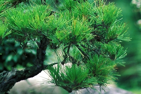 포토 JPG 주간 나무 식물 자연 사람없음 야외 솔 소나무 솔잎 국내포토 자연요소 잎 생태계 파일형식