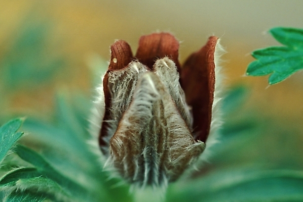 포토 JPG 주간 식물 꽃 자연 근접촬영 사람없음 야외 할미꽃 국내포토 자연요소 뷰포인트 생태계 파일형식