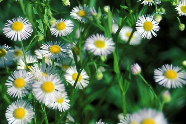 포토 JPG 주간 식물 꽃잎 꽃 여러송이 여름꽃 자연 사람없음 야외 들꽃 개망초 국내포토 자연요소 다수 생태계 파일형식 여름_계절