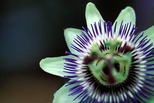 포토 JPG 주간 식물 꽃잎 꽃 한송이 자연 근접촬영 사람없음 야외 보라색 꽃시계덩굴 시계꽃 패션플라워 국내포토 자연요소 1 뷰포인트 컬러 생태계 송이 파일형식