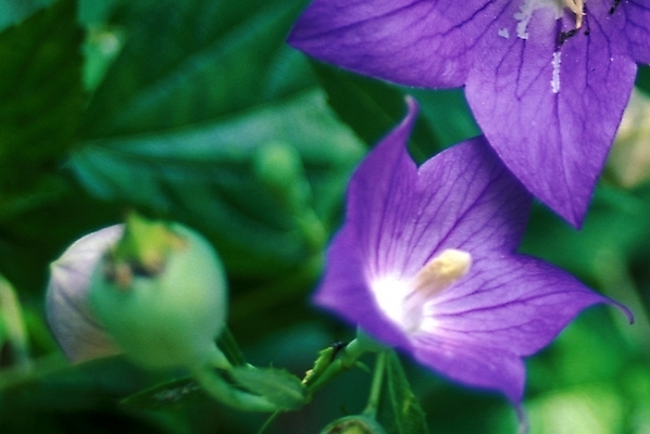 포토 JPG 주간 식물 꽃잎 꽃 여름꽃 자연 사람없음 야외 도라지꽃 국내포토 자연요소 생태계 파일형식 여름_계절