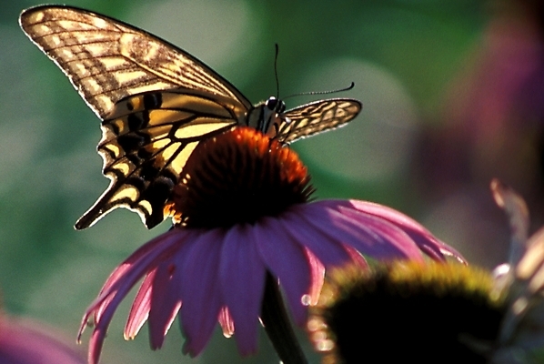 포토 JPG 주간 식물 꽃잎 꽃 나비 곤충 한송이 절지류 자연 사람없음 야외 호랑나비 국내포토 자연요소 동물 1 생태계 송이 파일형식