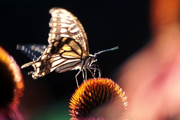 포토 JPG 주간 식물 꽃 나비 곤충 절지류 자연 사람없음 야외 호랑나비 국내포토 자연요소 동물 생태계 파일형식