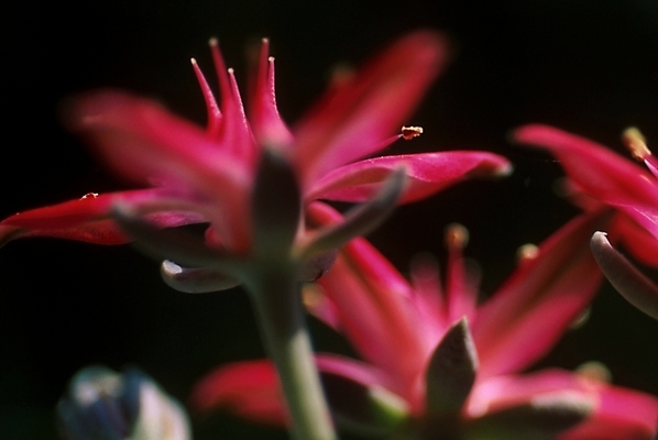 포토 JPG 주간 식물 꽃 선인장 사람없음 야외 빨간색 꽃봉오리 선인장꽃 꽃대 국내포토 자연요소 컬러 파일형식