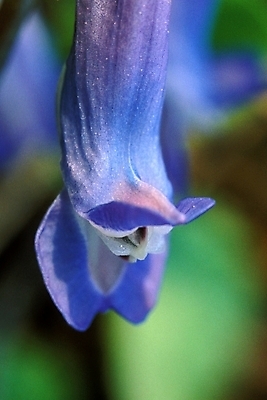 포토 JPG 주간 식물 꽃잎 꽃 한송이 자연 근접촬영 사람없음 야외 파란색 현호색 국내포토 자연요소 1 뷰포인트 컬러 생태계 송이 파일형식