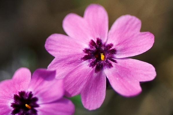 포토 JPG 주간 식물 꽃잎 꽃 봄꽃 자연 근접촬영 사람없음 야외 두송이 꽃잔디 지면패랭이꽃 국내포토 자연요소 뷰포인트 2 봄 생태계 패랭이꽃 파일형식