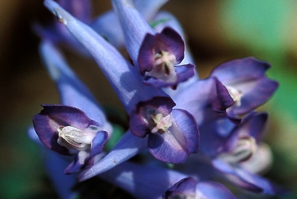 포토 JPG 주간 식물 꽃잎 꽃 여러송이 자연 사람없음 야외 파란색 현호색 국내포토 자연요소 컬러 다수 생태계 파일형식