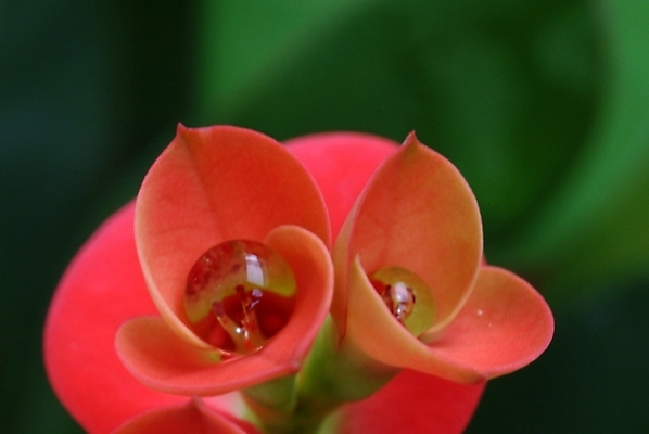 포토 JPG 주간 식물 꽃잎 꽃 자연 근접촬영 사람없음 야외 물 물방울 이슬 진홍색 국내포토 자연요소 뷰포인트 빨간색 생태계 파일형식