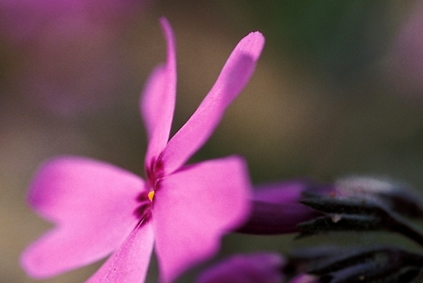 포토 JPG 주간 식물 꽃잎 꽃 한송이 봄꽃 자연 근접촬영 사람없음 야외 보라색 꽃잔디 지면패랭이꽃 국내포토 자연요소 1 뷰포인트 컬러 봄 생태계 송이 패랭이꽃 파일형식