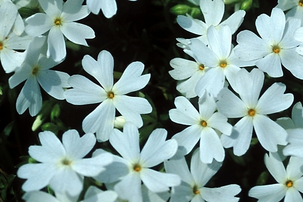 포토 JPG 주간 식물 꽃잎 꽃 여러송이 봄꽃 자연 근접촬영 사람없음 야외 흰색 꽃잔디 지면패랭이꽃 국내포토 자연요소 뷰포인트 컬러 다수 봄 생태계 패랭이꽃 파일형식