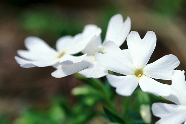 포토 JPG 주간 식물 꽃잎 꽃 여러송이 봄꽃 자연 사람없음 야외 꽃잔디 지면패랭이꽃 국내포토 자연요소 다수 봄 생태계 패랭이꽃 파일형식