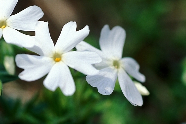 포토 JPG 주간 식물 꽃잎 꽃 봄꽃 자연 사람없음 야외 꽃잔디 지면패랭이꽃 국내포토 자연요소 봄 생태계 패랭이꽃 파일형식