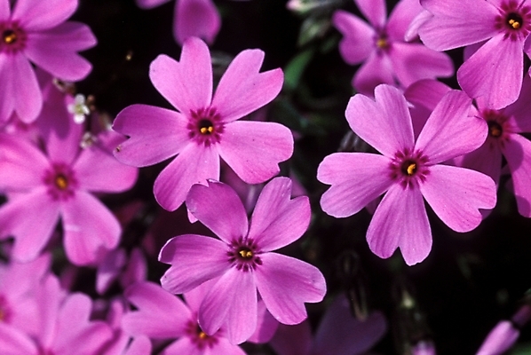 포토 JPG 주간 식물 꽃잎 꽃 여러송이 봄꽃 자연 사람없음 야외 꽃잔디 지면패랭이꽃 국내포토 자연요소 다수 봄 생태계 패랭이꽃 파일형식