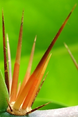 포토 JPG 주간 식물 선인장 근접촬영 사람없음 야외 가시 선인장가시 국내포토 자연요소 뷰포인트 파일형식
