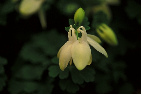 포토 JPG 주간 식물 꽃잎 꽃 봄꽃 자연 근접촬영 사람없음 야외 흰색 매발톱꽃 국내포토 자연요소 뷰포인트 컬러 봄 생태계 파일형식