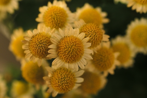 포토 JPG 식물 꽃잎 꽃 여러송이 여름꽃 자연 근접촬영 사람없음 개망초 국내포토 뷰포인트 다수 생태계 파일형식 여름_계절