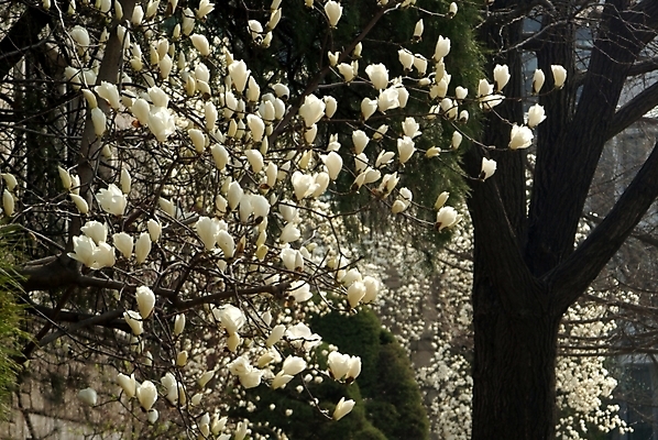 포토 JPG 나무 식물 꽃잎 꽃 여러송이 봄꽃 자연 꽃나무 풍경 사람없음 봄 목련 목련나무 국내포토 계절 다수 생태계 파일형식
