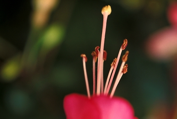포토 JPG 주간 식물 꽃잎 꽃 자연 사람없음 야외 꽃술_꽃 진홍색 암술 국내포토 자연요소 빨간색 생태계 파일형식