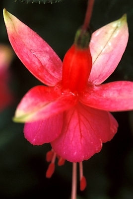 포토 JPG 주간 식물 꽃잎 꽃 한송이 자연 사람없음 야외 꽃술_꽃 진홍색 국내포토 자연요소 1 빨간색 생태계 송이 파일형식