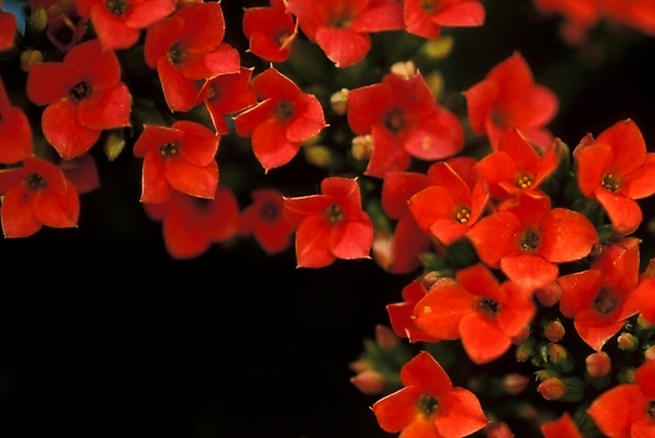 포토 JPG 주간 식물 꽃잎 꽃 여러송이 자연 사람없음 야외 진홍색 카랑코에 국내포토 자연요소 다수 빨간색 생태계 파일형식