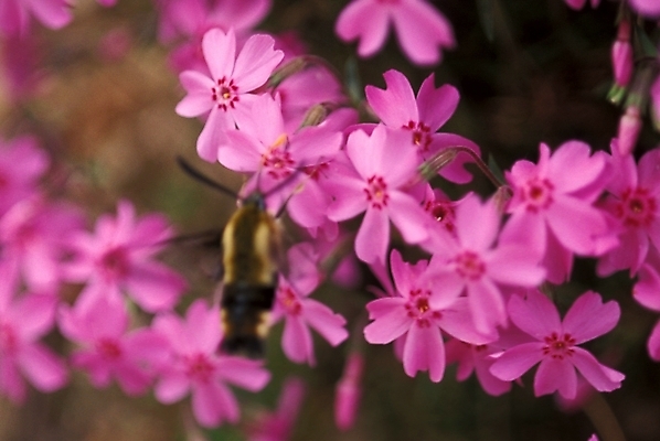 포토 JPG 주간 식물 꽃잎 꽃 여러송이 봄꽃 자연 사람없음 야외 꽃잔디 지면패랭이꽃 국내포토 자연요소 다수 봄 생태계 패랭이꽃 파일형식