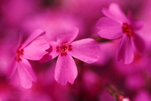 포토 JPG 주간 식물 꽃잎 꽃 여러송이 봄꽃 자연 사람없음 야외 꽃잔디 지면패랭이꽃 국내포토 자연요소 다수 봄 생태계 패랭이꽃 파일형식