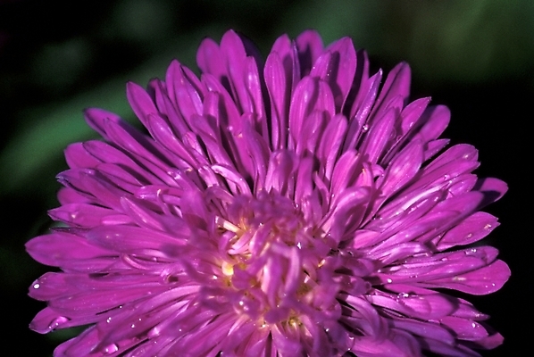 포토 JPG 주간 식물 꽃잎 꽃 한송이 자연 사람없음 야외 물방울 이슬 진홍색 국내포토 자연요소 1 빨간색 생태계 송이 파일형식