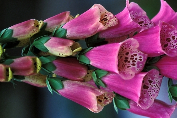 포토 JPG 주간 식물 꽃잎 꽃 여러송이 자연 사람없음 야외 진홍색 디기탈리스 국내포토 자연요소 다수 빨간색 생태계 파일형식