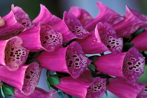 포토 JPG 주간 식물 꽃잎 꽃 여러송이 자연 사람없음 야외 진홍색 디기탈리스 국내포토 자연요소 다수 빨간색 생태계 파일형식