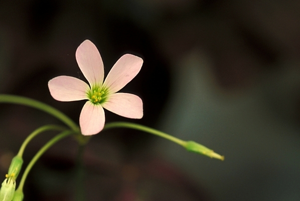 포토 JPG 주간 식물 꽃잎 꽃 한송이 여름꽃 자연 사람없음 야외 사랑초 국내포토 자연요소 1 생태계 송이 파일형식 여름_계절