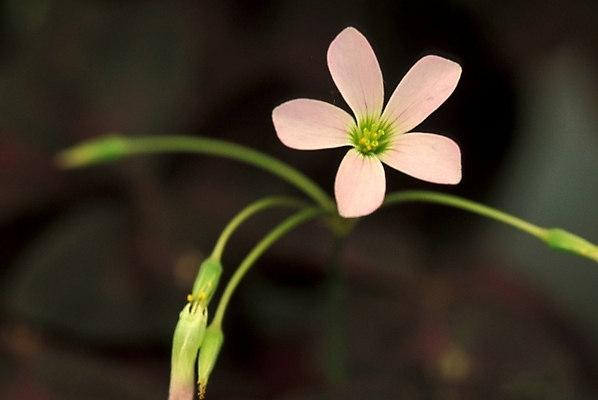 포토 JPG 주간 식물 꽃잎 꽃 한송이 여름꽃 자연 사람없음 야외 사랑초 국내포토 자연요소 1 생태계 송이 파일형식 여름_계절