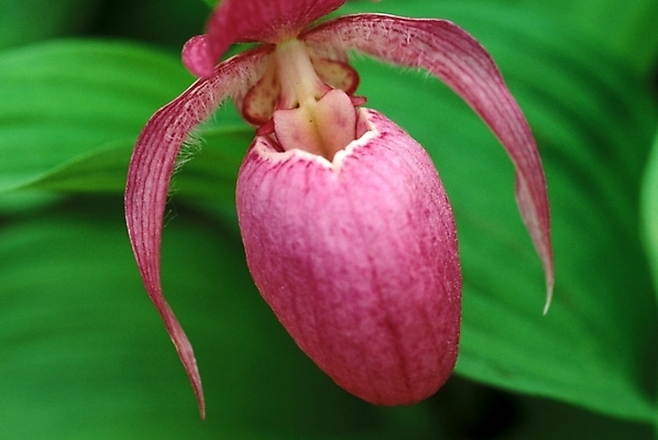 포토 JPG 주간 식물 꽃잎 꽃 한송이 여름꽃 자연 사람없음 야외 개불알꽃 국내포토 자연요소 1 생태계 송이 파일형식 여름_계절