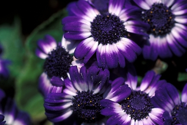 포토 JPG 주간 식물 꽃잎 꽃 여러송이 자연 사람없음 야외 겨울꽃 시네라리아 국내포토 자연요소 다수 겨울 생태계 파일형식