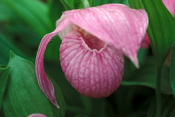 포토 JPG 식물 꽃 한송이 여름꽃 자연 사람없음 개불알꽃 국내포토 1 생태계 송이 파일형식 여름_계절