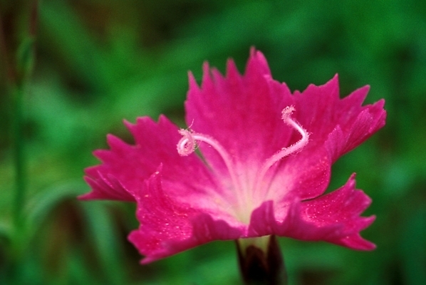 포토 JPG 식물 꽃 자연 사람없음 진홍색 국내포토 빨간색 생태계 파일형식