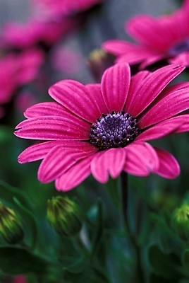 포토 JPG 식물 꽃 여러송이 자연 사람없음 진홍색 오스테오스펄멈 국내포토 다수 빨간색 생태계 파일형식