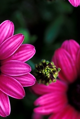 포토 JPG 식물 꽃 자연 사람없음 진홍색 오스테오스펄멈 국내포토 빨간색 생태계 파일형식