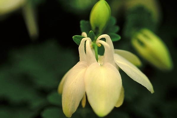 포토 JPG 식물 꽃잎 꽃 봄꽃 자연 사람없음 매발톱꽃 국내포토 봄 생태계 파일형식