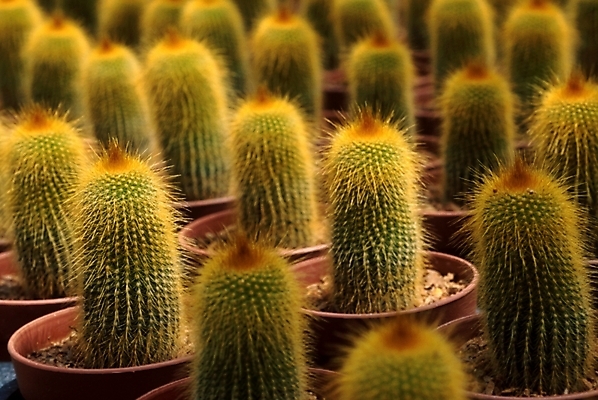 포토 JPG 식물 화분 여러송이 자연 선인장 사람없음 가시 선인장꽃 국내포토 꽃 다수 생태계 파일형식