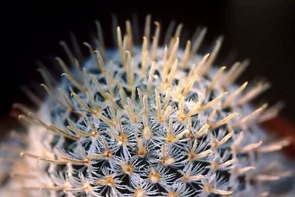 포토 JPG 식물 여러송이 자연 선인장 사람없음 가시 선인장꽃 국내포토 꽃 다수 생태계 파일형식