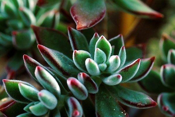 포토 JPG 식물 여러송이 자연 선인장 사람없음 선인장꽃 국내포토 꽃 다수 생태계 파일형식