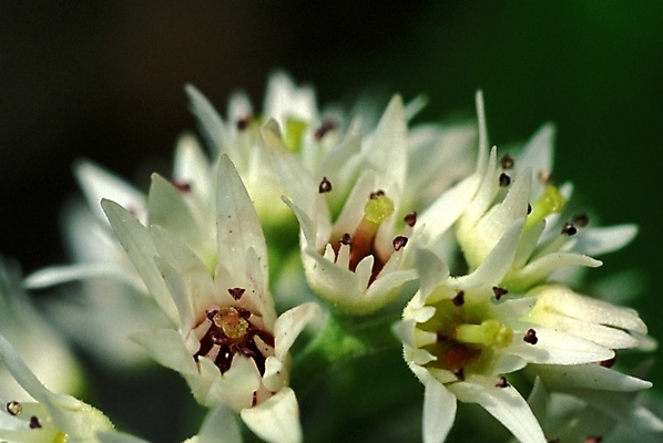 포토 JPG 식물 꽃 여러송이 선인장 사람없음 선인장꽃 국내포토 다수 파일형식
