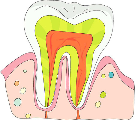 클립아트 일러스트 해부 의학 치료 치아 장기 근골격기관 단면도 잇몸 국내일러스트 신체 단면 소화기관 장기_의학